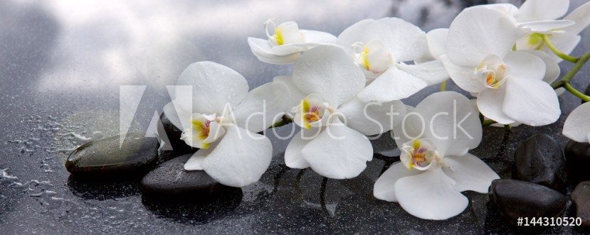 Bild på White orchid and black stones close up